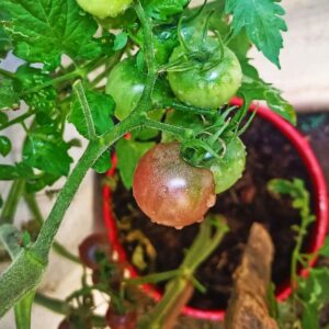 mature black cherry tomato plant