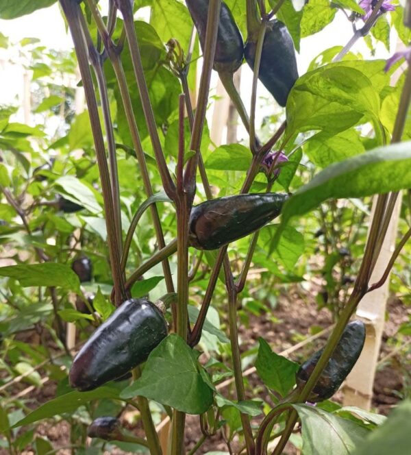 black chili