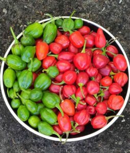 Dalle Khursani Seeds - Chilli Blossom Farm
