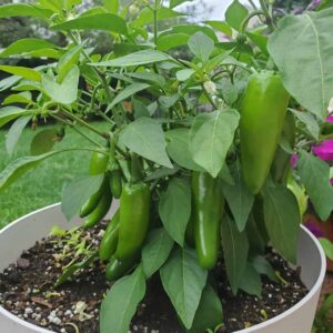 Green jalapeno seeds