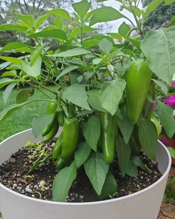 Green jalapeno seeds