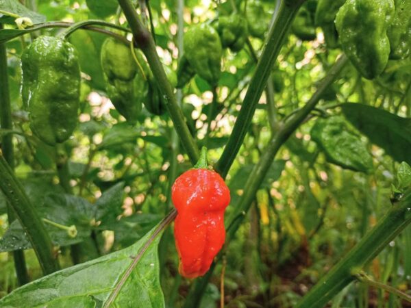 bhut jolokia pods turns red when mature