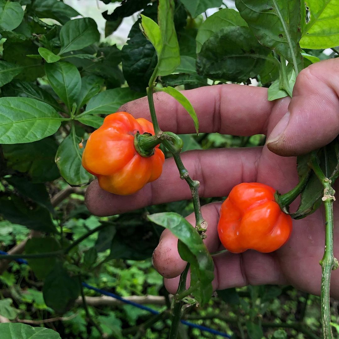 Buy Scotch Bonnet Pepper Seeds Chilli Blossom Farm