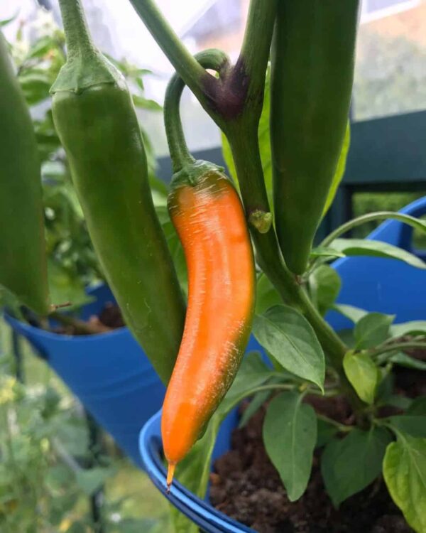 Bulgarian carrot chilli turning oranges