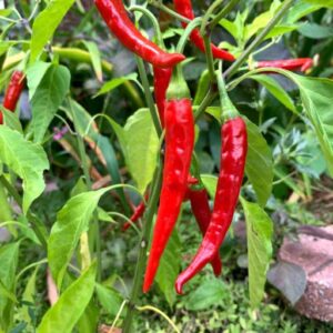 cayennes chilli seeds product image