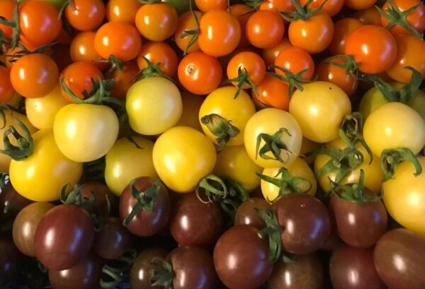 tomatoes Packs