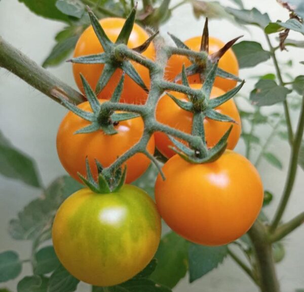 yellow cherry tomatoes