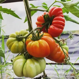 costoluto florentino tomato seeds product image