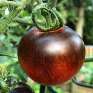 Indigo apple tomato