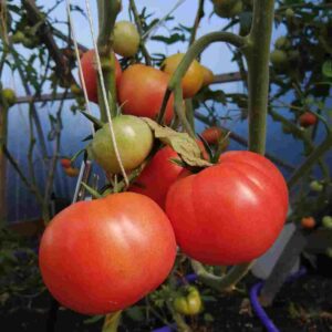 berner rose tomato seeds