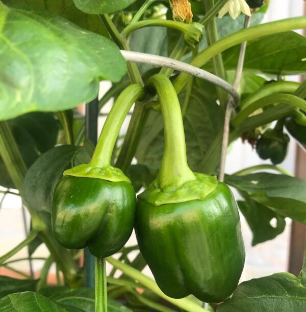 green bell pepper