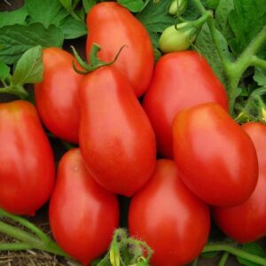 Martino roma tomato