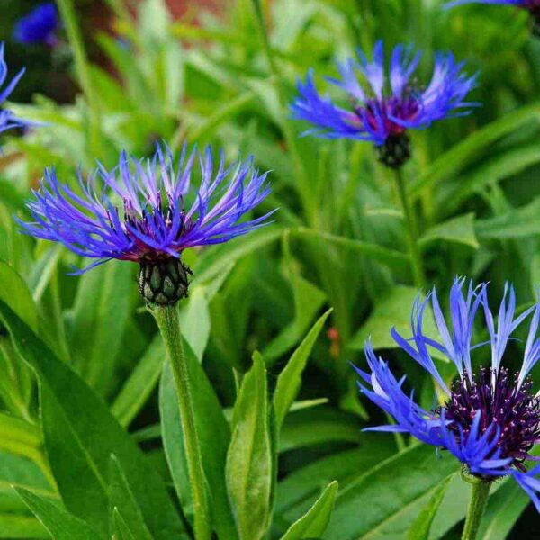 blue color flower of bachelor buttons