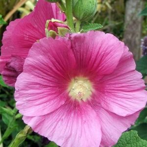 Henry VIII - Pink hollyhock flowers