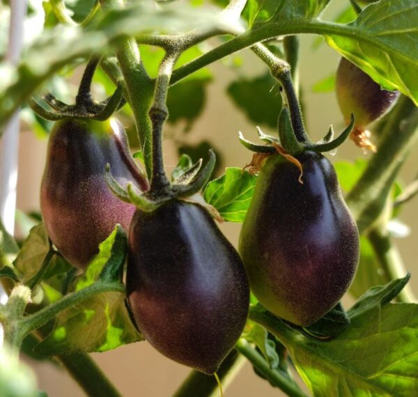 Indigo Kumquat tomato