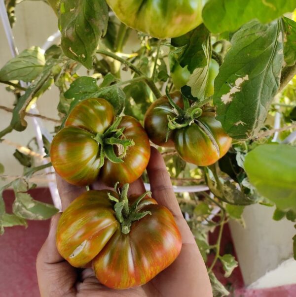 Large Barred Boar tomato