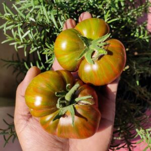 Barred Boar tomato