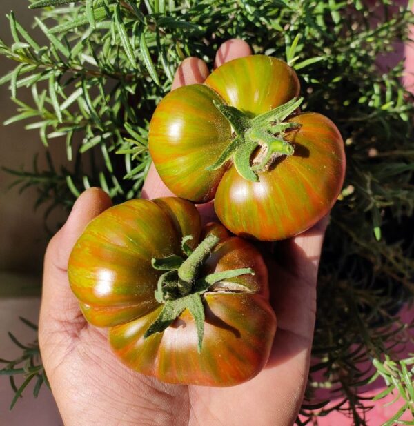 Barred Boar tomato