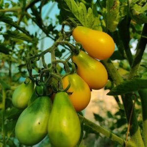 Yellow Pear Tomato seeds
