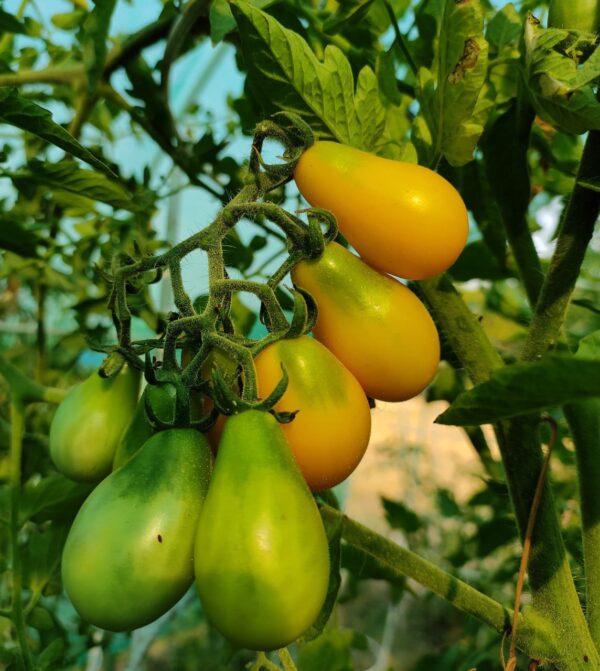 Yellow Pear Tomato seeds