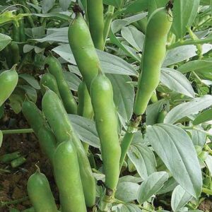 broad beans seeds product image