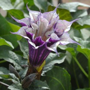 double purple dhatura flower blooming