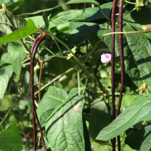 red yard long beans seeds