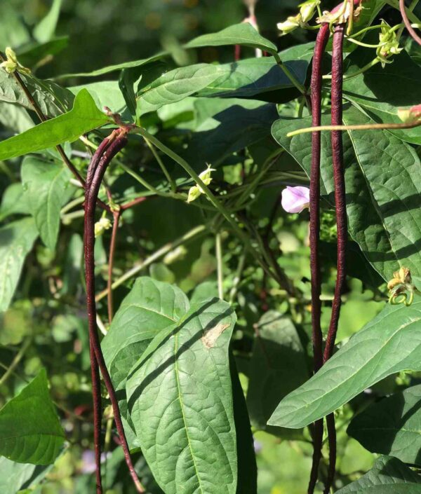 red yard long beans seeds