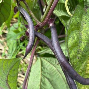 royalty purple pod beans seeds