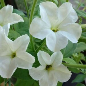 beautiful blooms of white petunia plant