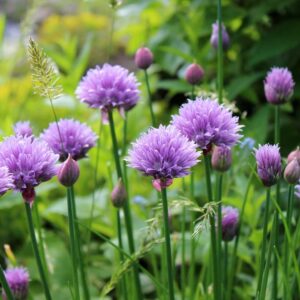 Chives Seed