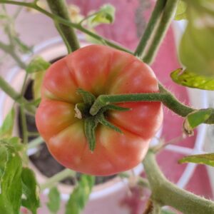 German Pink tomatoes