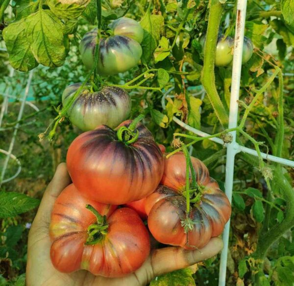 Indigo Blue Beauty tomato