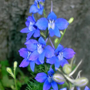 blue color larkspur flower image
