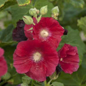 flowers of mars magic varity of hollyhock