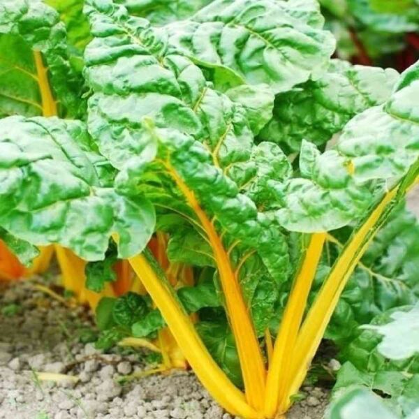 orange swiss chard