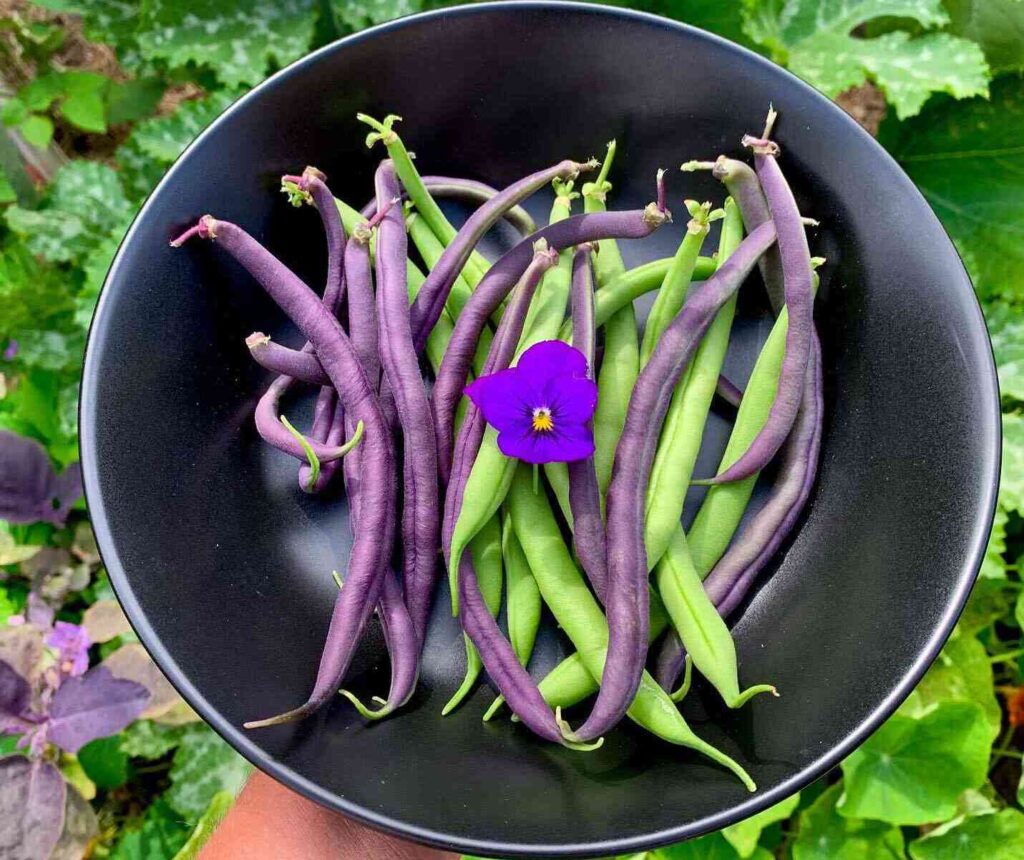 beans-banner-image-1