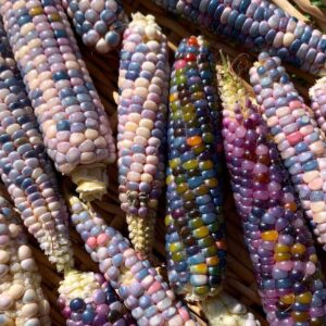 rainbow gem corn