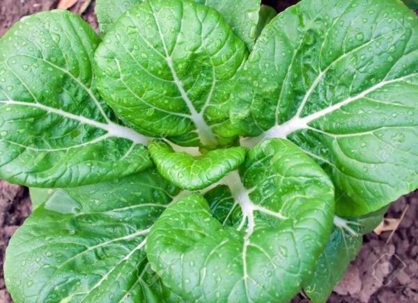 bok choi seeds