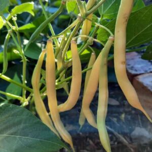 yellow bush beans seeds product image