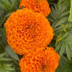 marigold