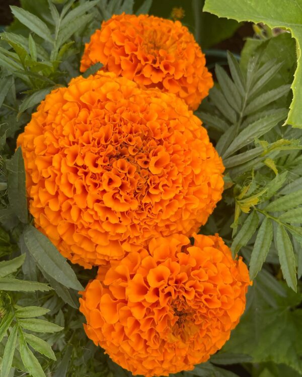 marigold