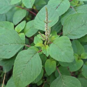 amarnath green chaulai plant grown from seeds