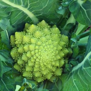 romanwsco cauliflower seeds online india