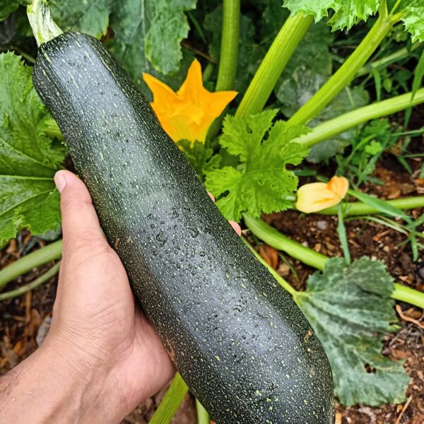 Zucchini