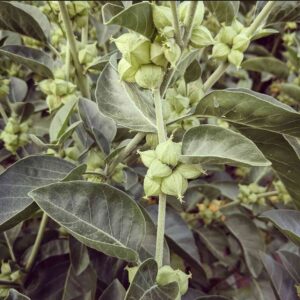 Ashwagandha plant full of fruits