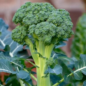 broccoli plant seeds for growing