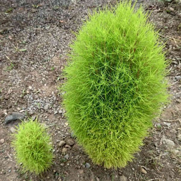 kochia plant young