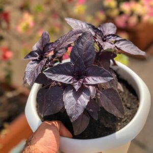 black basil