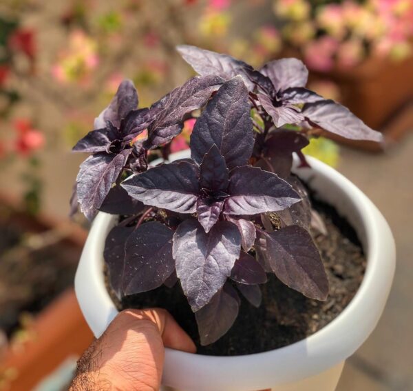 black basil